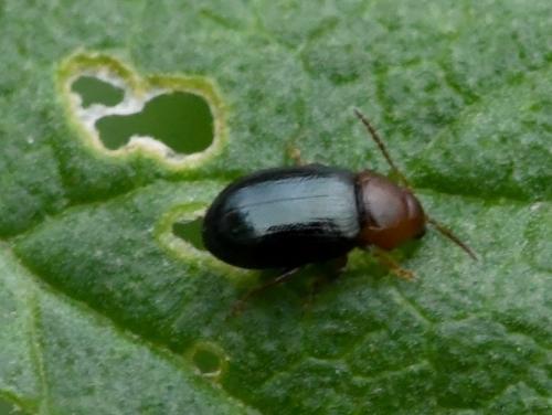 Réf. 217 655 : Podagrica sp.